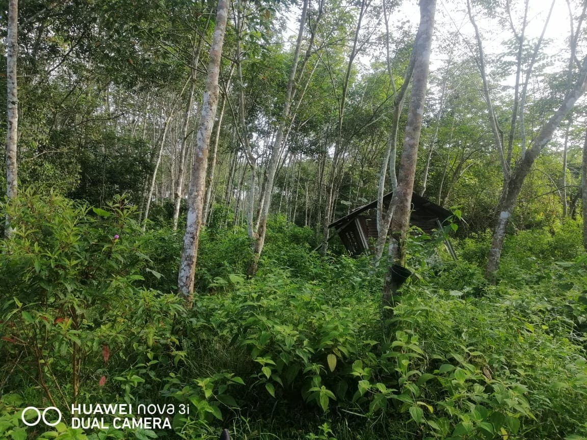 1.25 Acres Agricultural Land For Sale At Mukim Jeram Kuala Selangor Selangor - Image 4