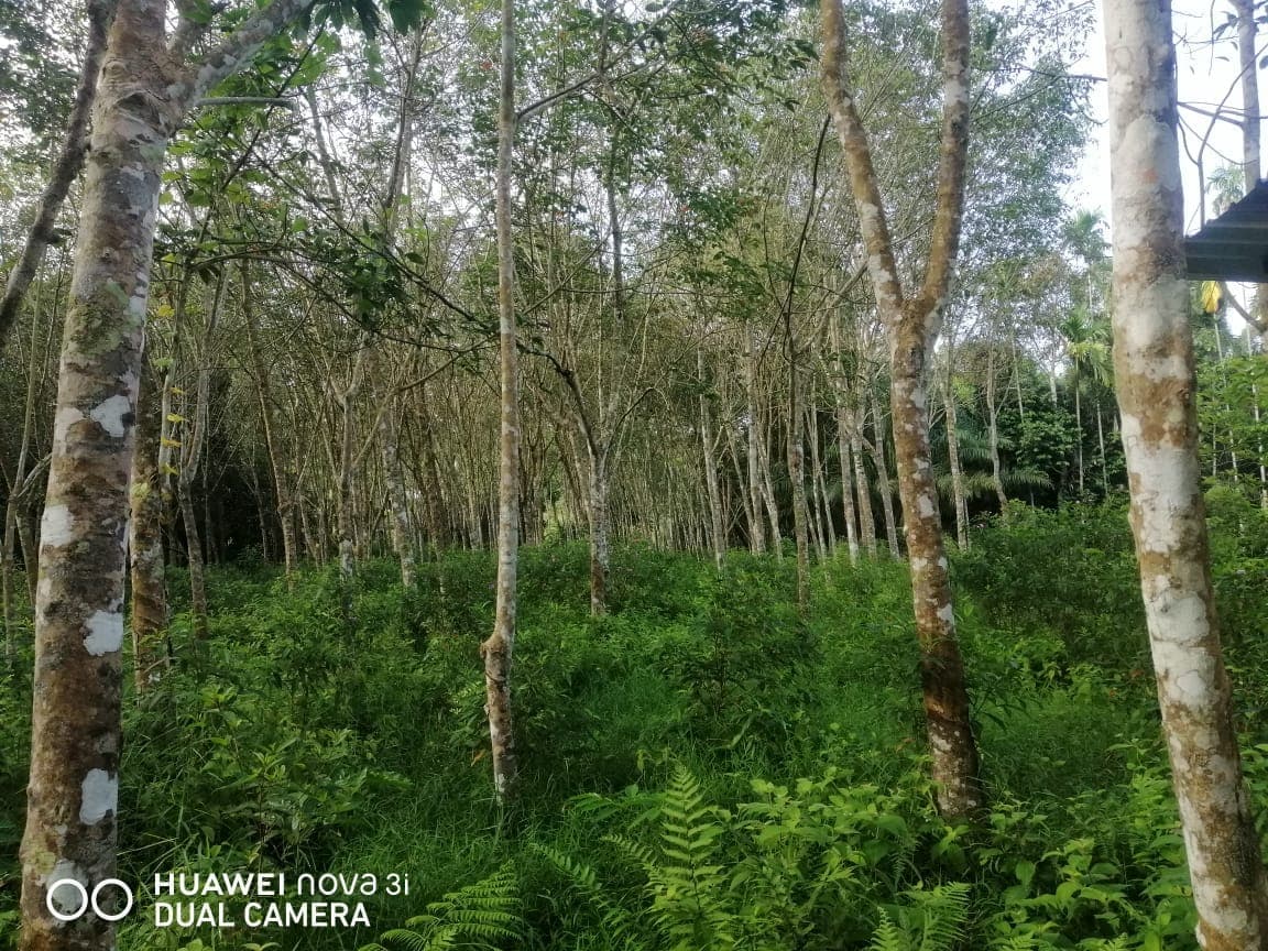 1.25 Acres Agricultural Land For Sale At Mukim Jeram Kuala Selangor Selangor - Image 3