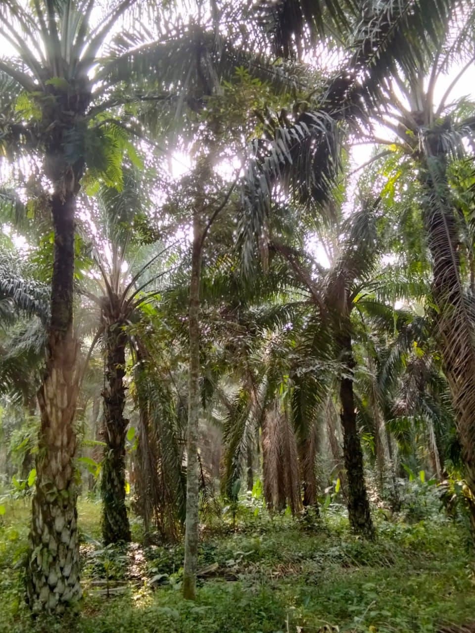 4 Acres Land For Sale At Mukim Gali Raub Pahang - Main View