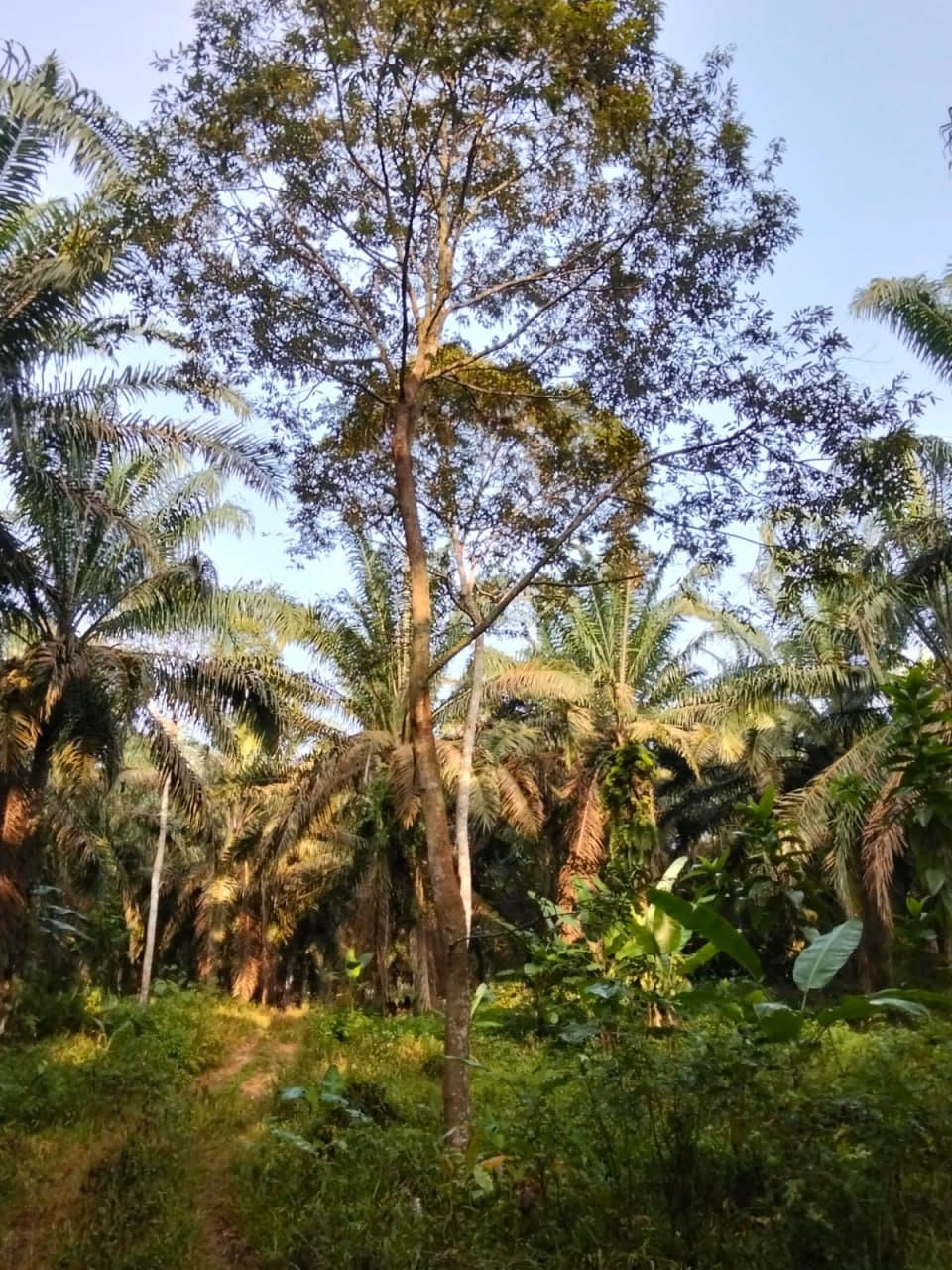4 Acres Land For Sale At Mukim Gali Raub Pahang - Image 2