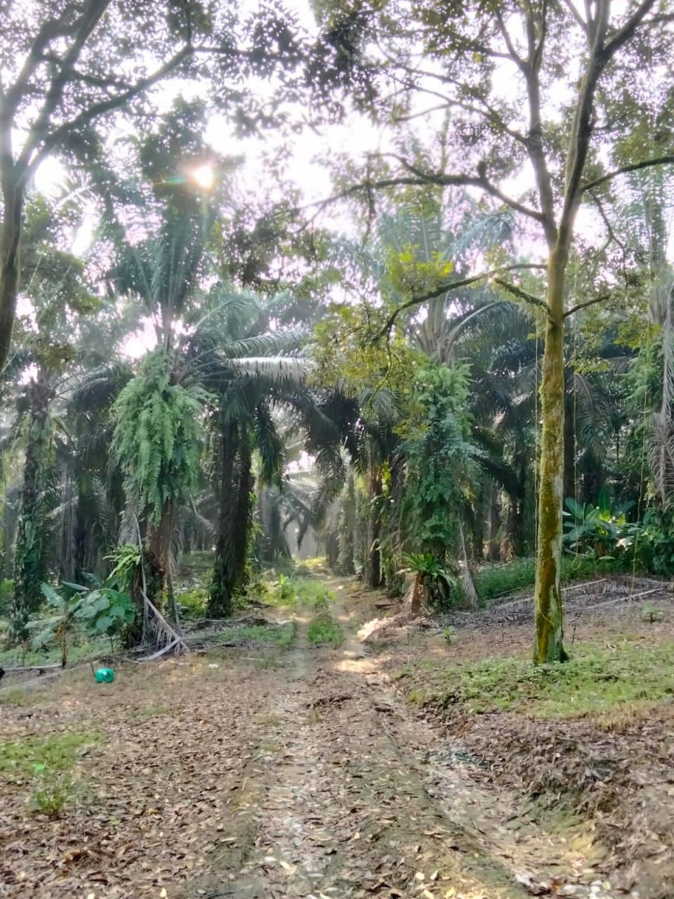 4 Acres Land For Sale At Mukim Gali Raub Pahang - Image 3