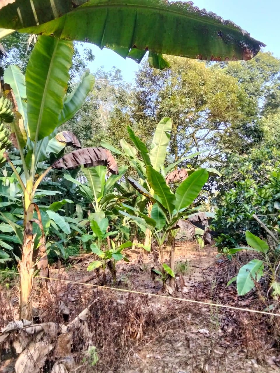4 Acres Land For Sale At Mukim Gali Raub Pahang - Image 4