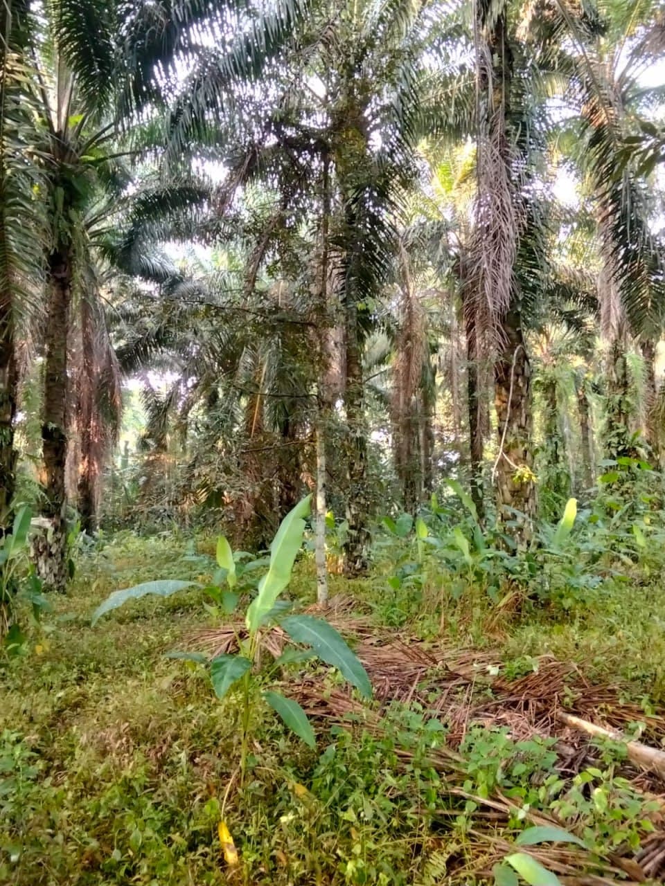 4 Acres Land For Sale At Mukim Gali Raub Pahang - Image 5