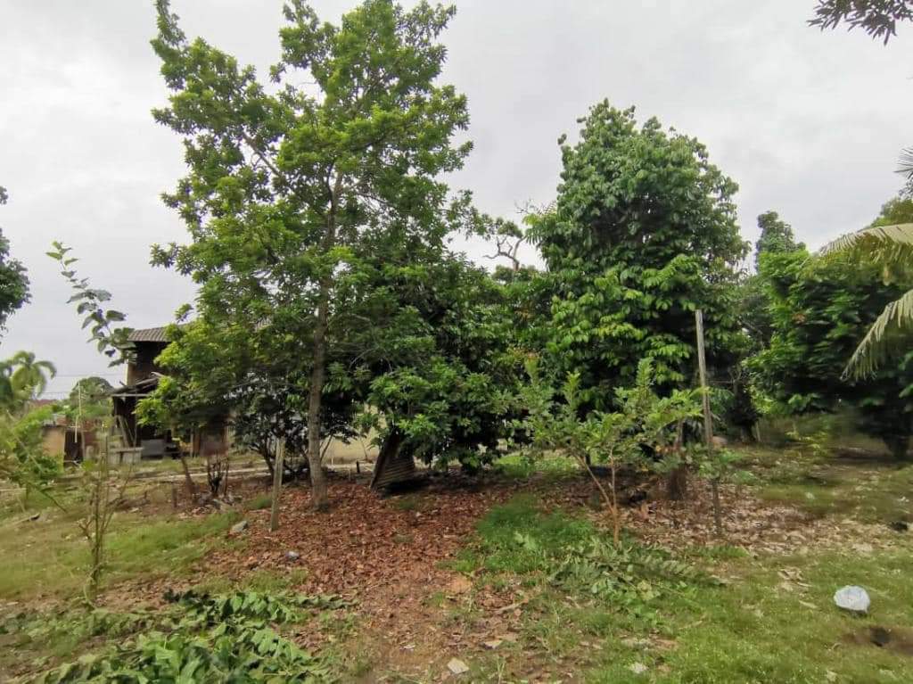 Freehold Agricultural Land With Heritage House For Sale At Melaka Pindah Alor Gajah Melaka - Image 1